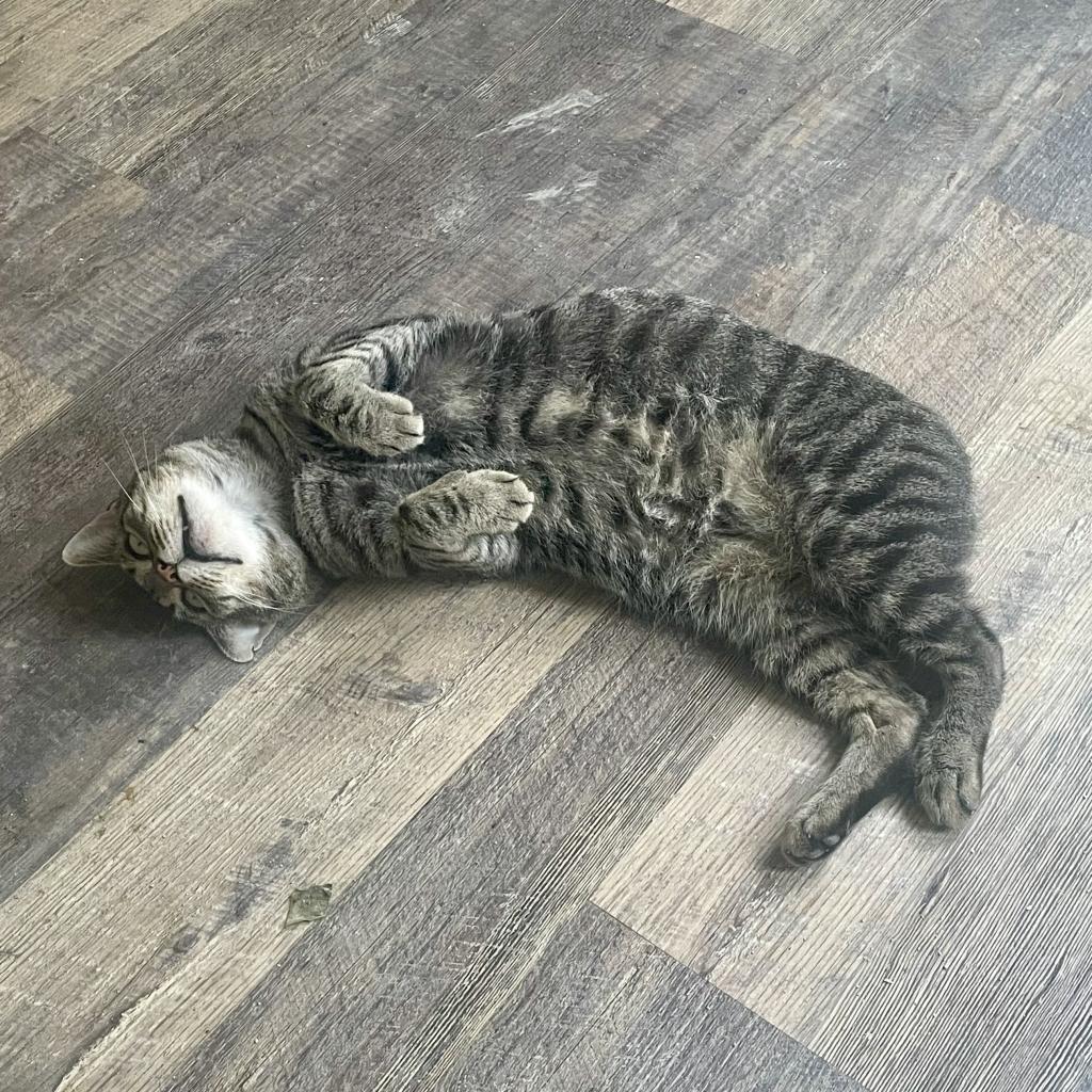 Enlarge Mister, a Adoptable Domestic Short Hair in Reisterstown, MD image 5/6