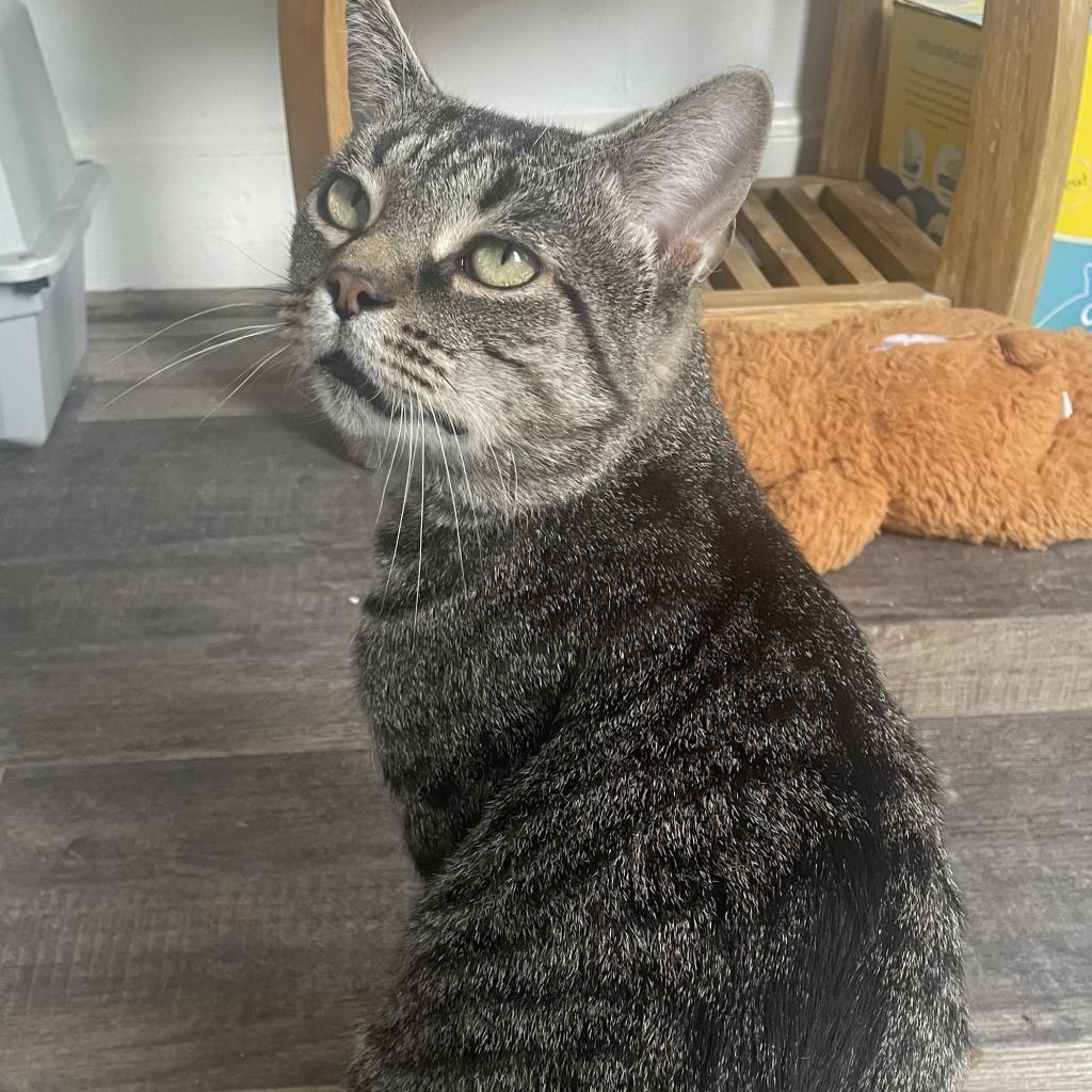 Enlarge Mister, a Adoptable Domestic Short Hair in Reisterstown, MD image 6/6