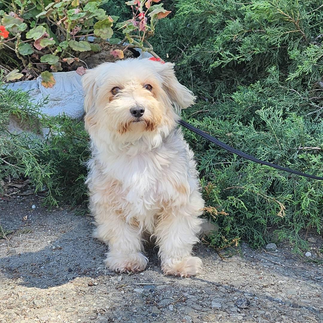 Balto, an adopted mixed breed in Burbank, CA image 2/6