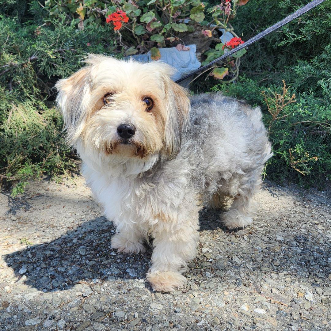 Balto, an adopted mixed breed in Burbank, CA image 5/6