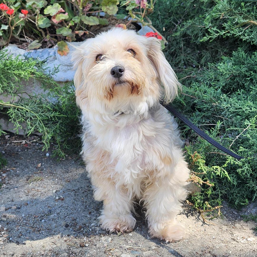 Balto, an adopted mixed breed in Burbank, CA image 6/6
