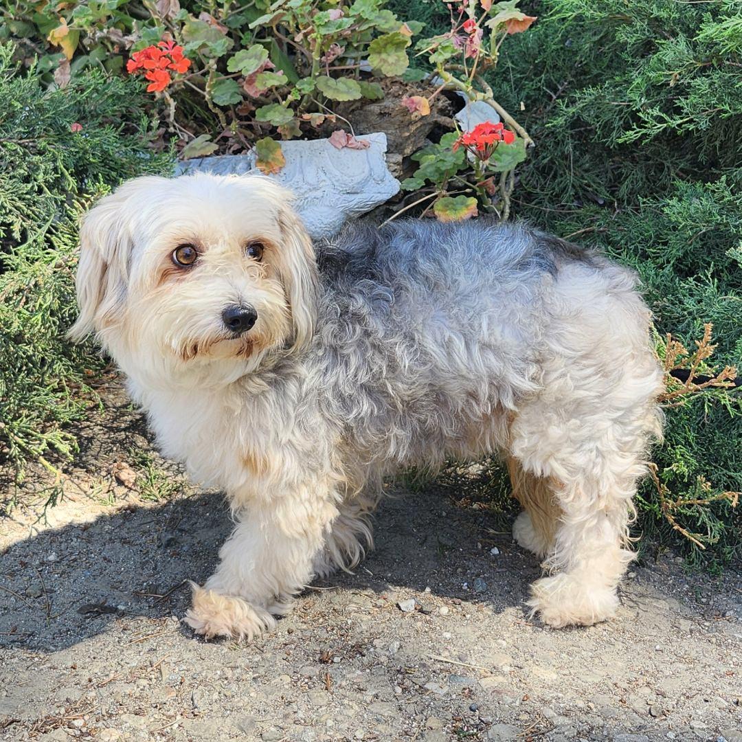 Balto, an adopted mixed breed in Burbank, CA image 4/6
