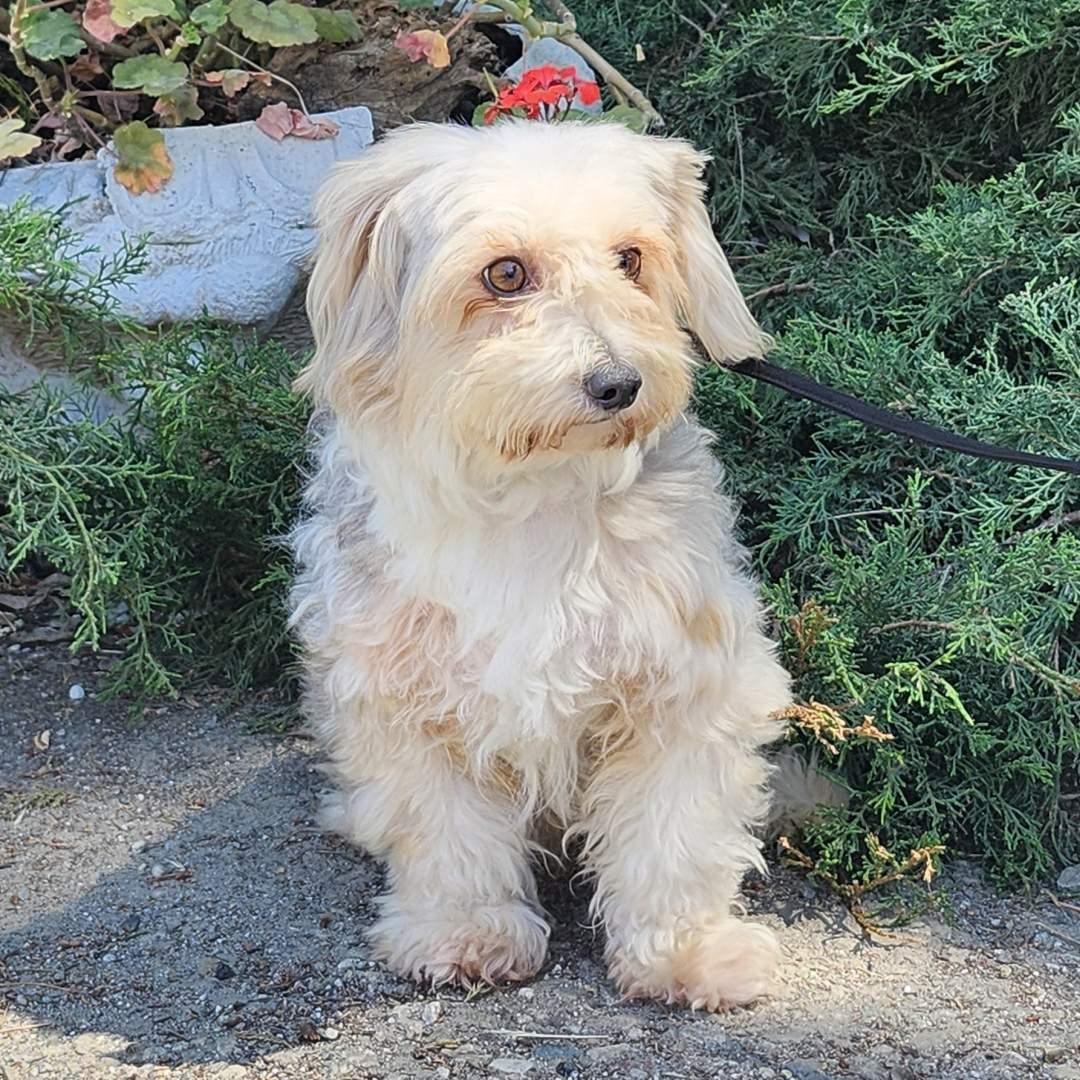 Balto, an adopted mixed breed in Burbank, CA image 3/6
