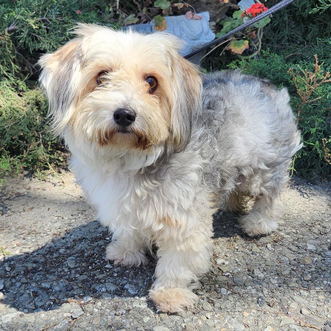 Balto, an adopted mixed breed in Burbank, CA image 1/6