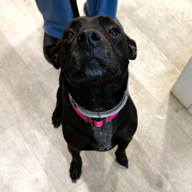 Enlarge Duchess, a Adoptable mixed breed in Waldorf, MD image 1/3