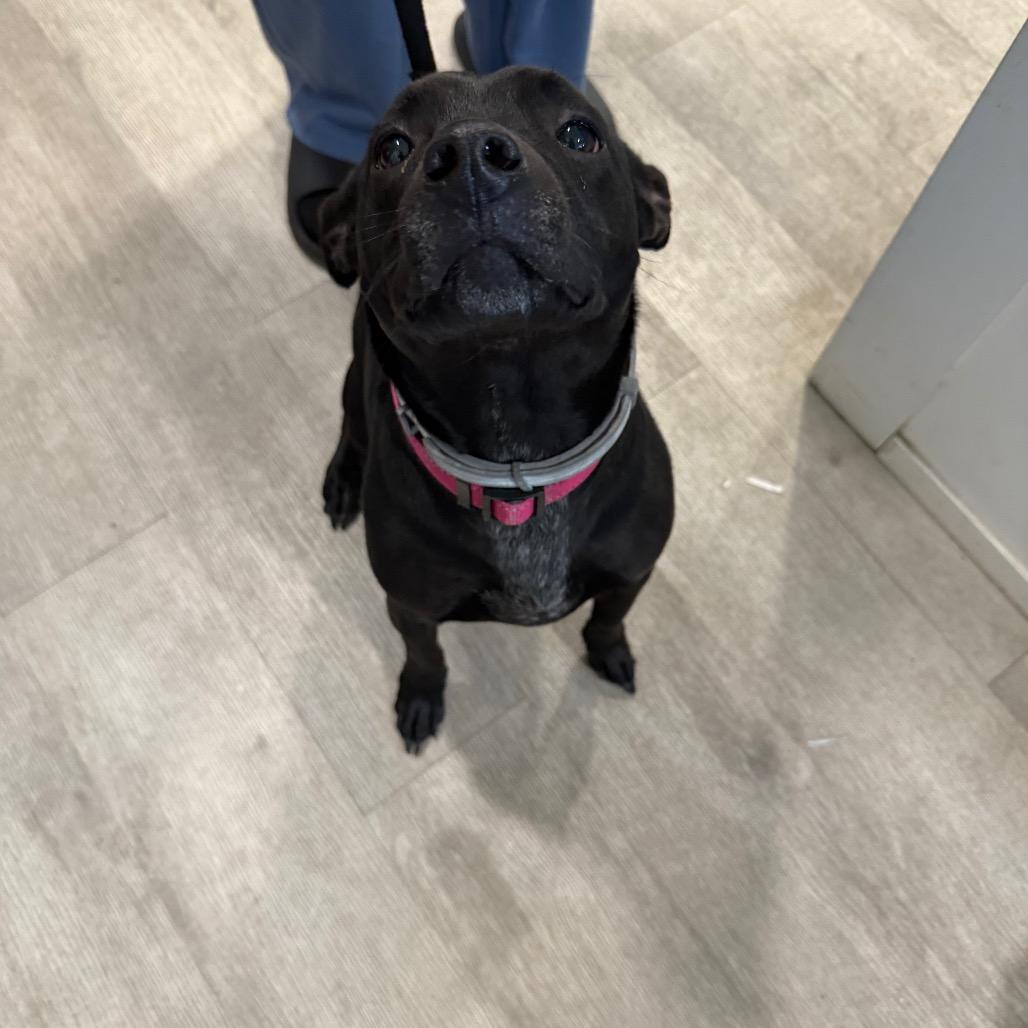 Enlarge Duchess, a Adoptable mixed breed in Waldorf, MD image 2/3