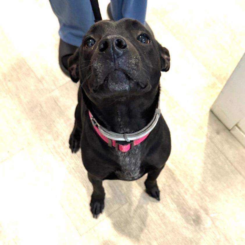 Enlarge Duchess, a Adoptable mixed breed in Waldorf, MD image 3/3