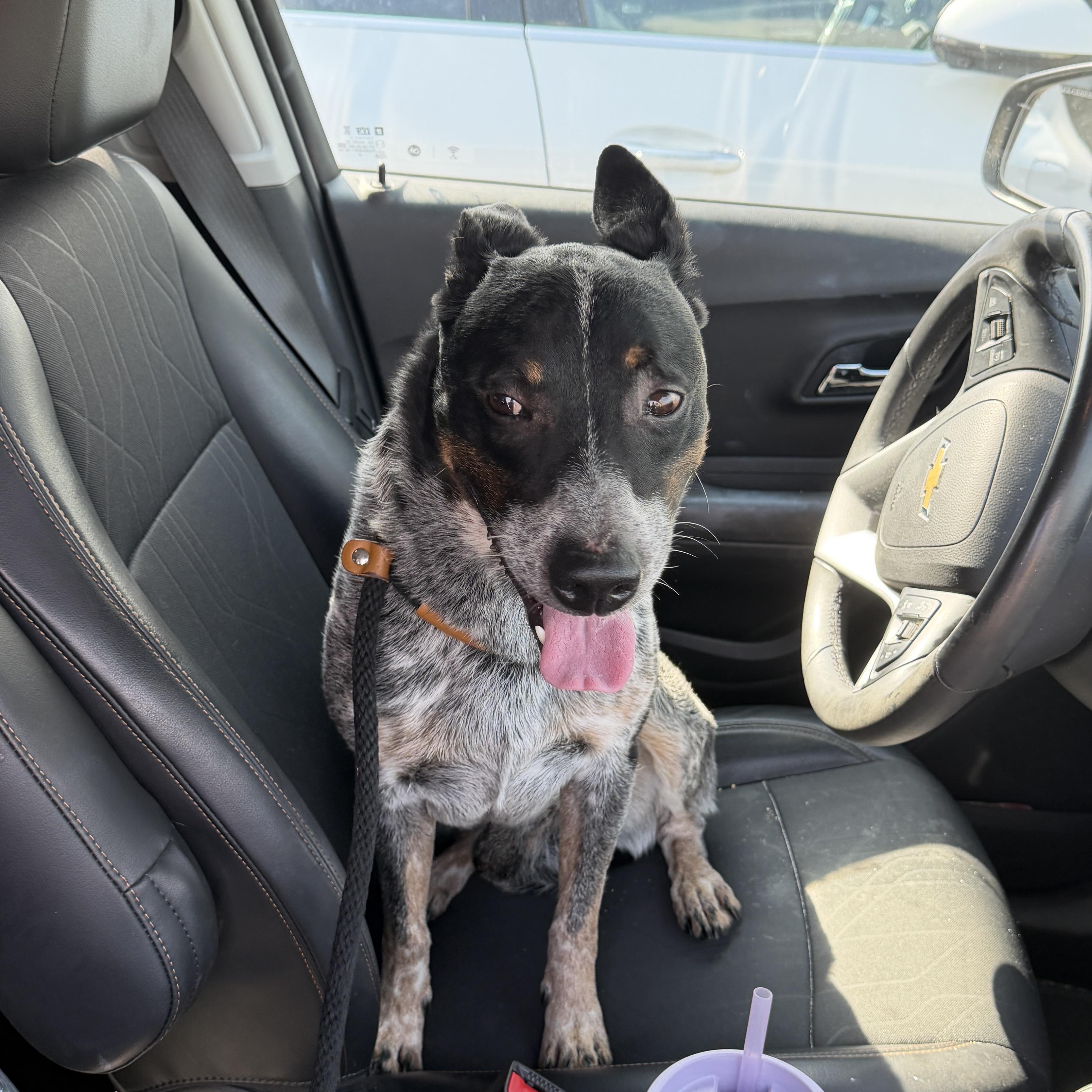 Diesel, an adopted Mixed Breed in Georgetown, TX image 4/5