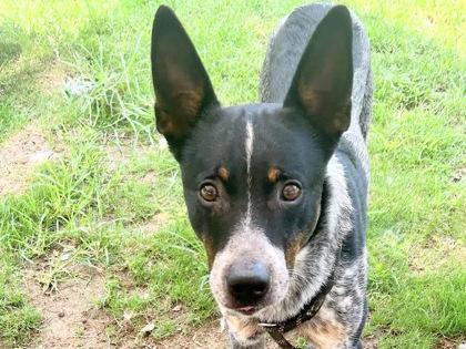Diesel, an adopted Mixed Breed in Georgetown, TX image 3/5
