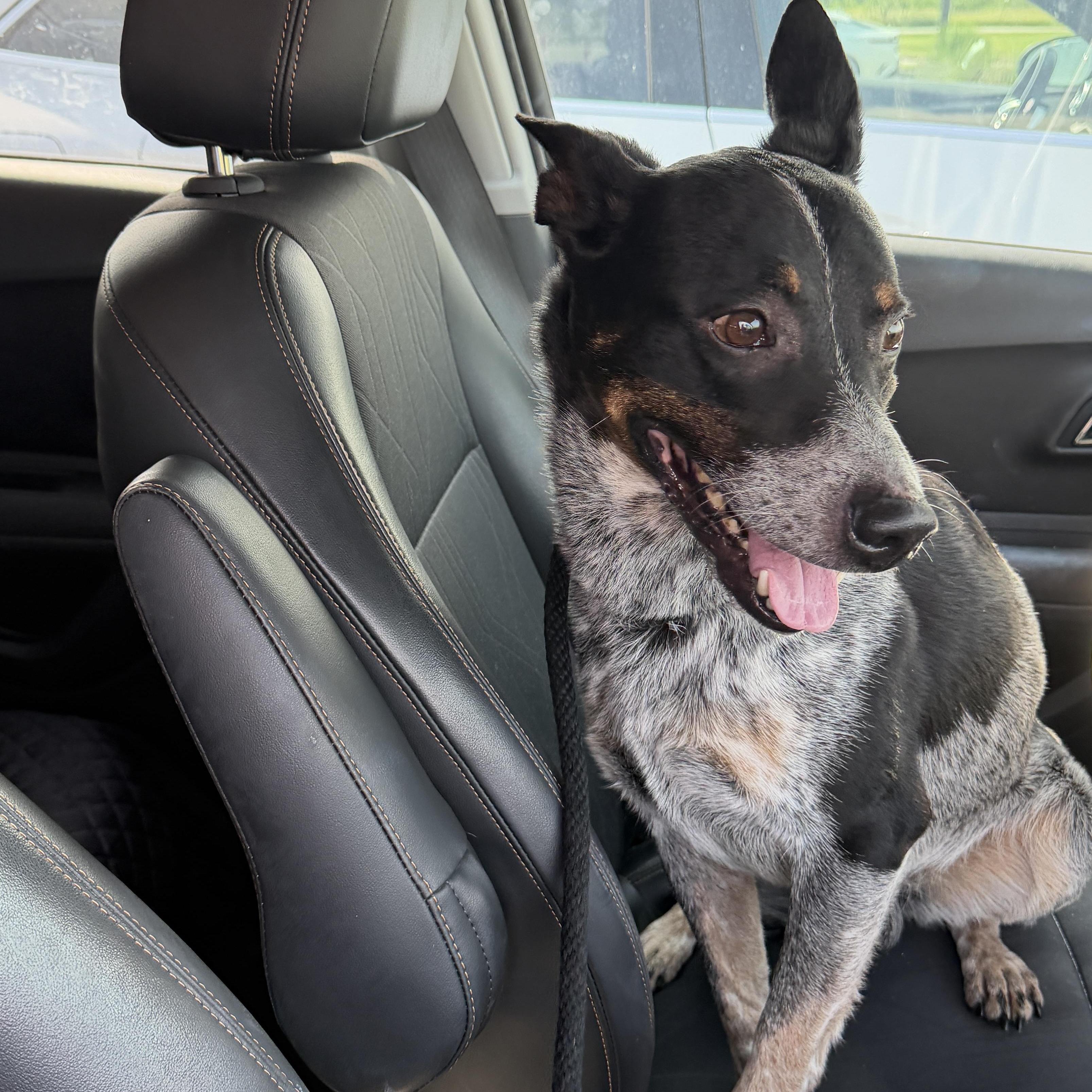 Diesel, an adopted Mixed Breed in Georgetown, TX image 5/5