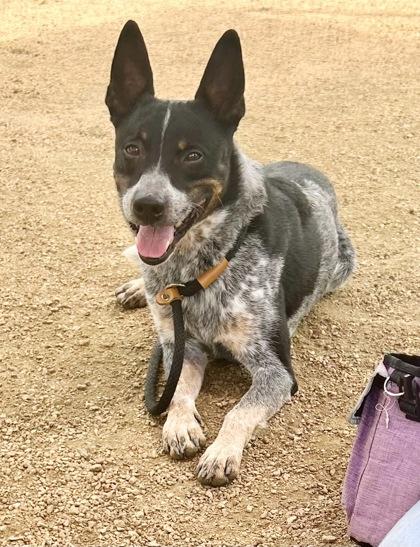 Diesel, an adopted Mixed Breed in Georgetown, TX image 2/5
