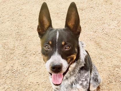 Diesel, an adopted Mixed Breed in Georgetown, TX image 1/5