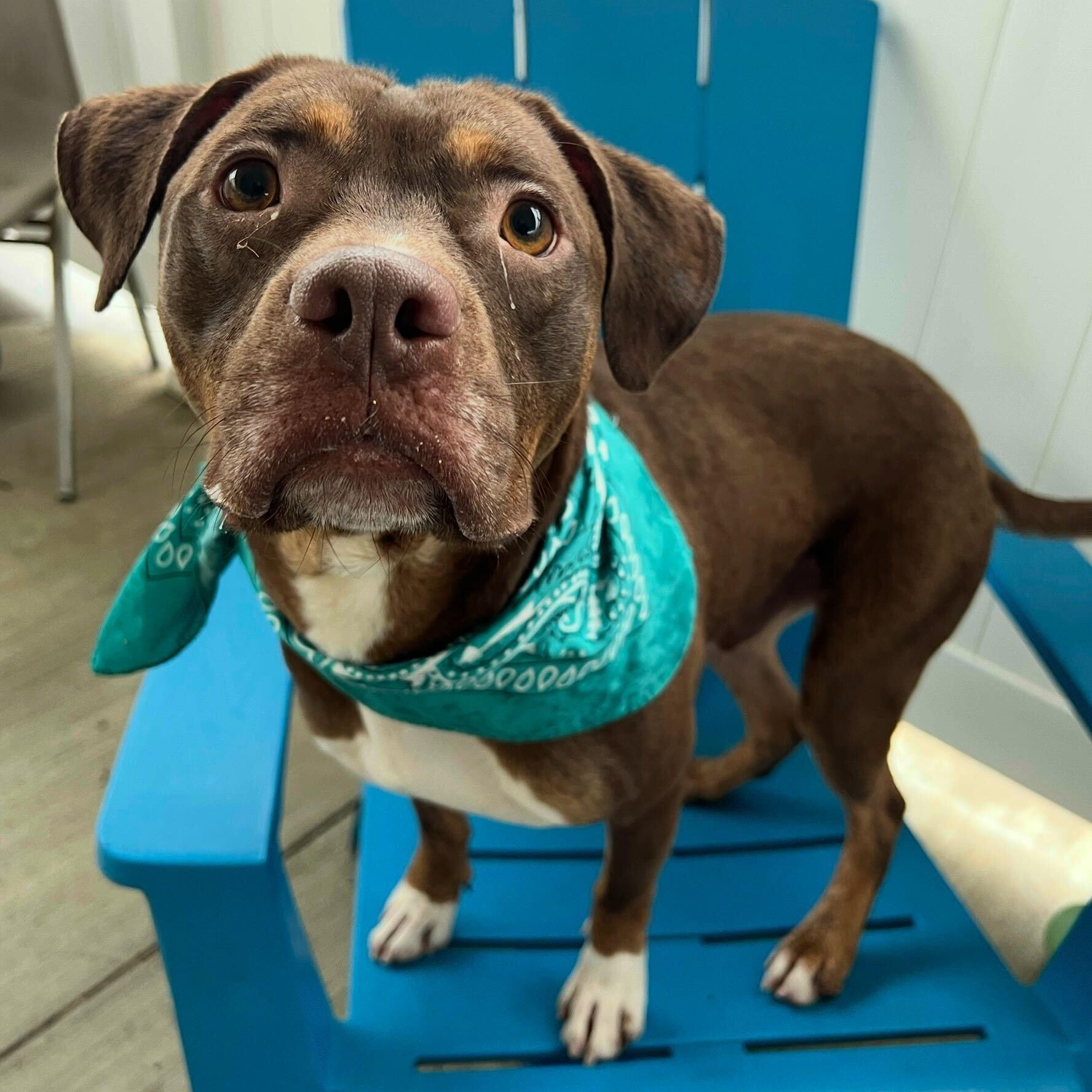 Enlarge Chocco, an adoptable Mixed Breed in Canal Winchester, OH image 2/6