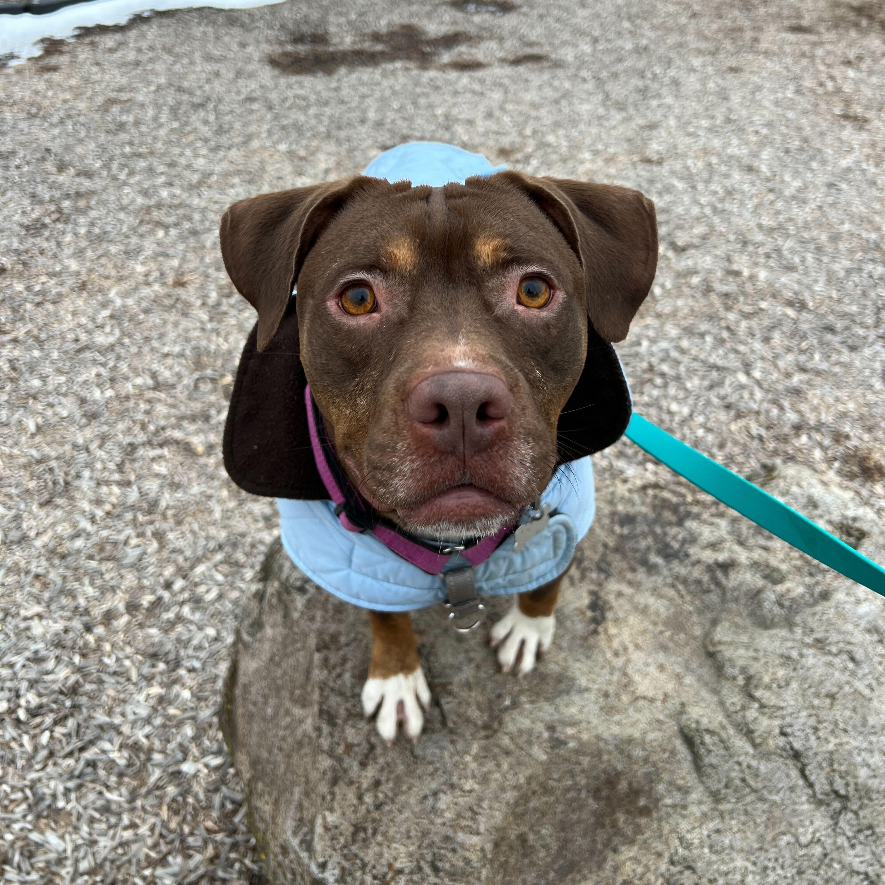 Chocco, an adopted Mixed Breed in Canal Winchester, OH image 6/6