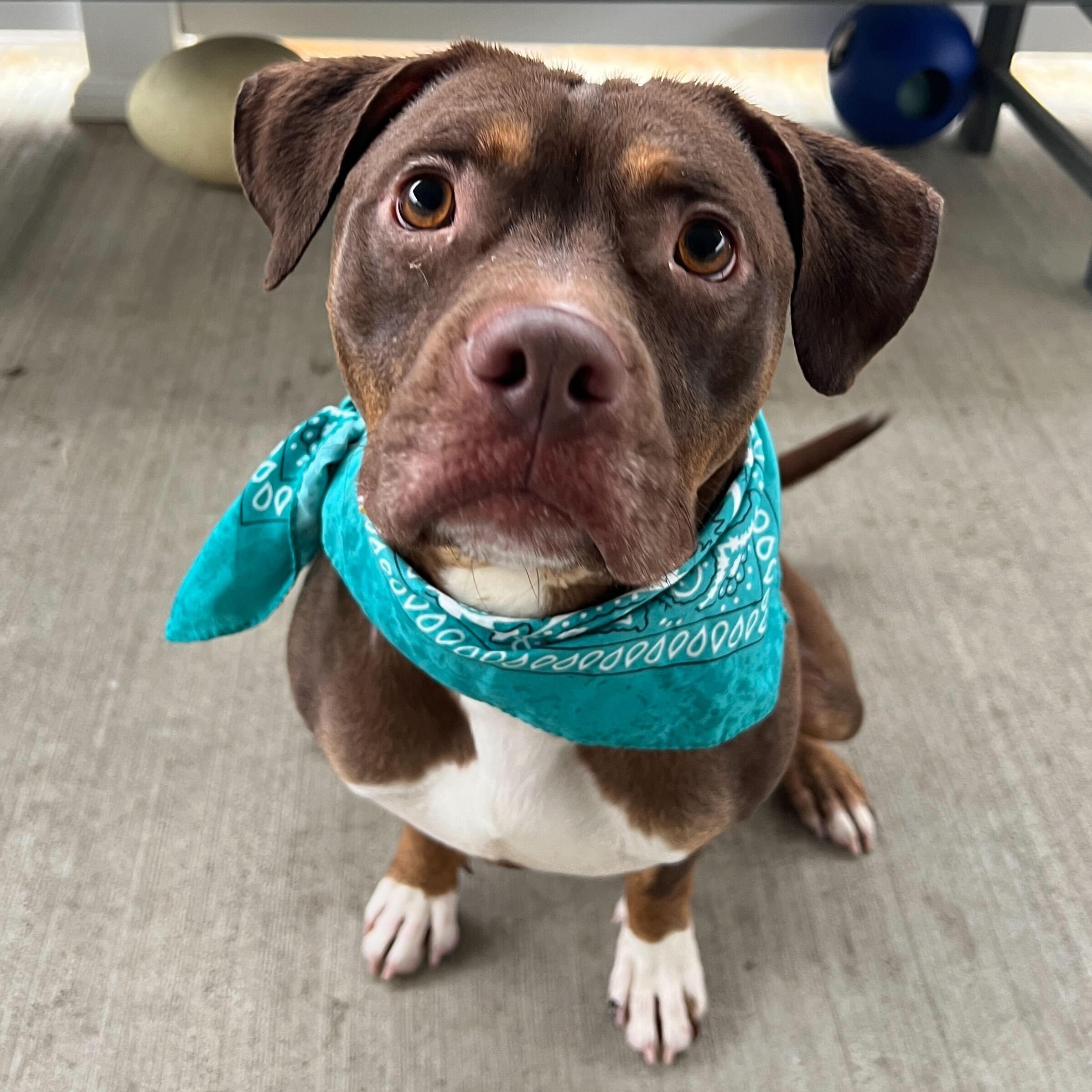 Enlarge Chocco, an adoptable Mixed Breed in Canal Winchester, OH image 5/6
