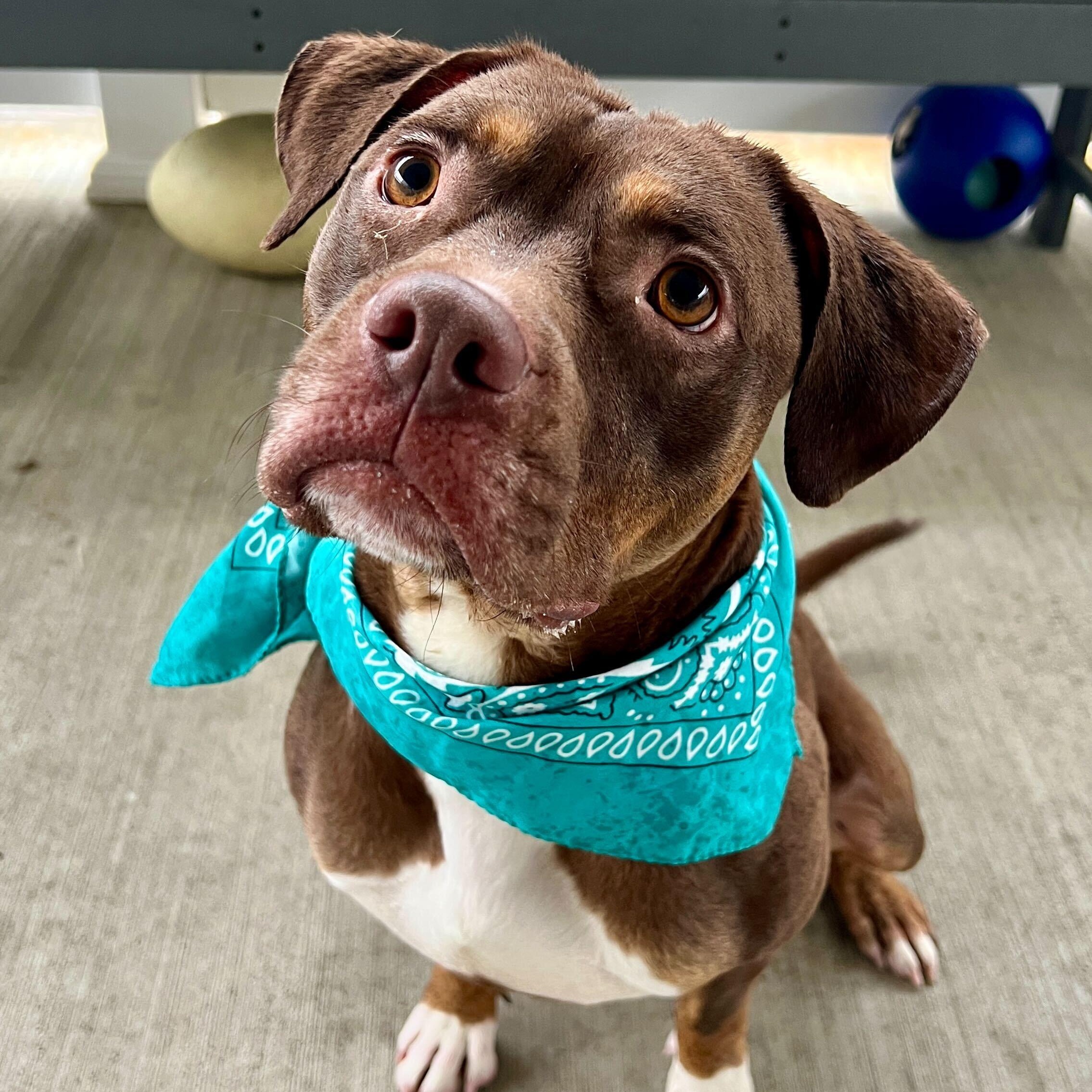 Chocco, adoptable, Young Male Mixed Breed.