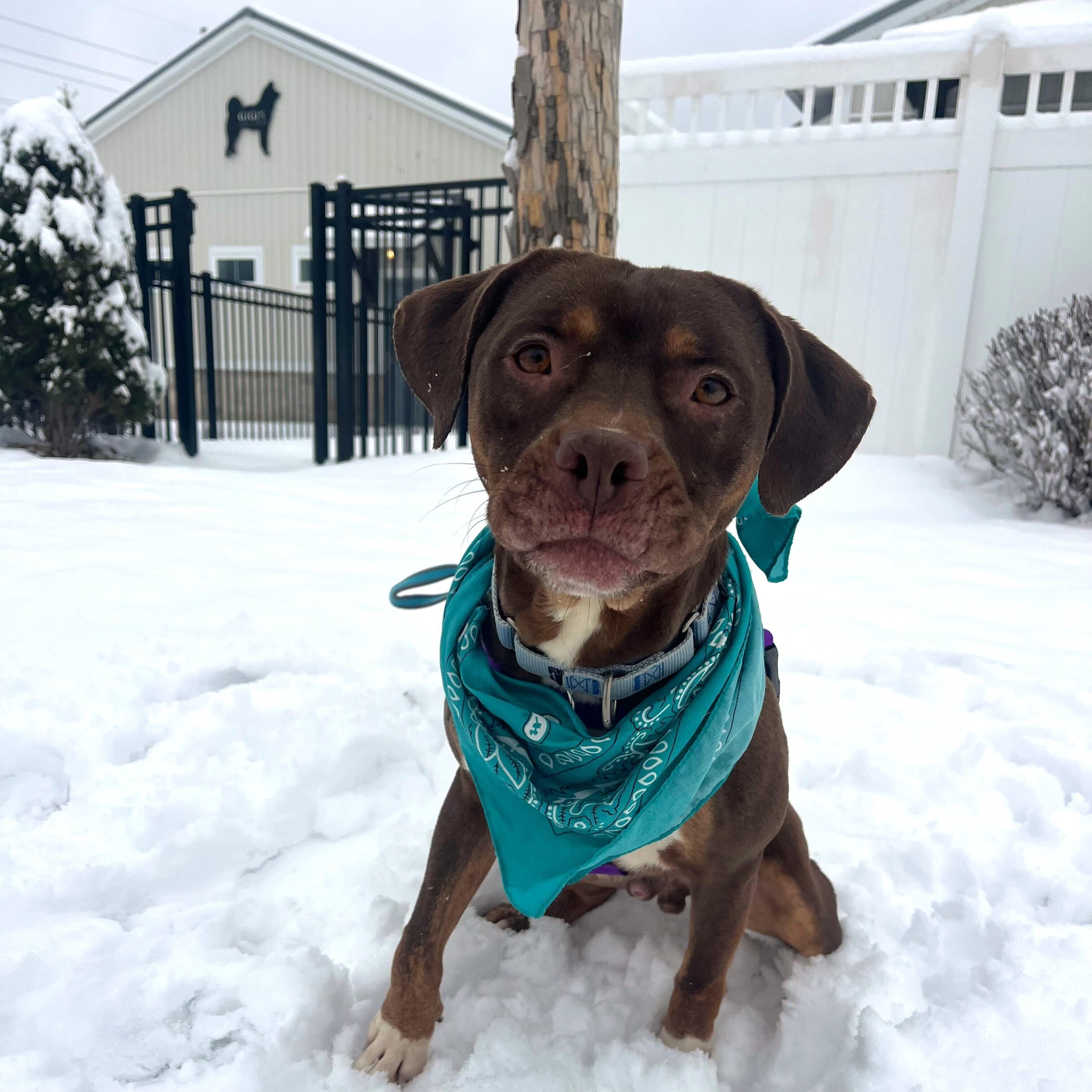 Enlarge Chocco, a ADOPTABLE Mixed Breed in Canal Winchester, OH image 1/4