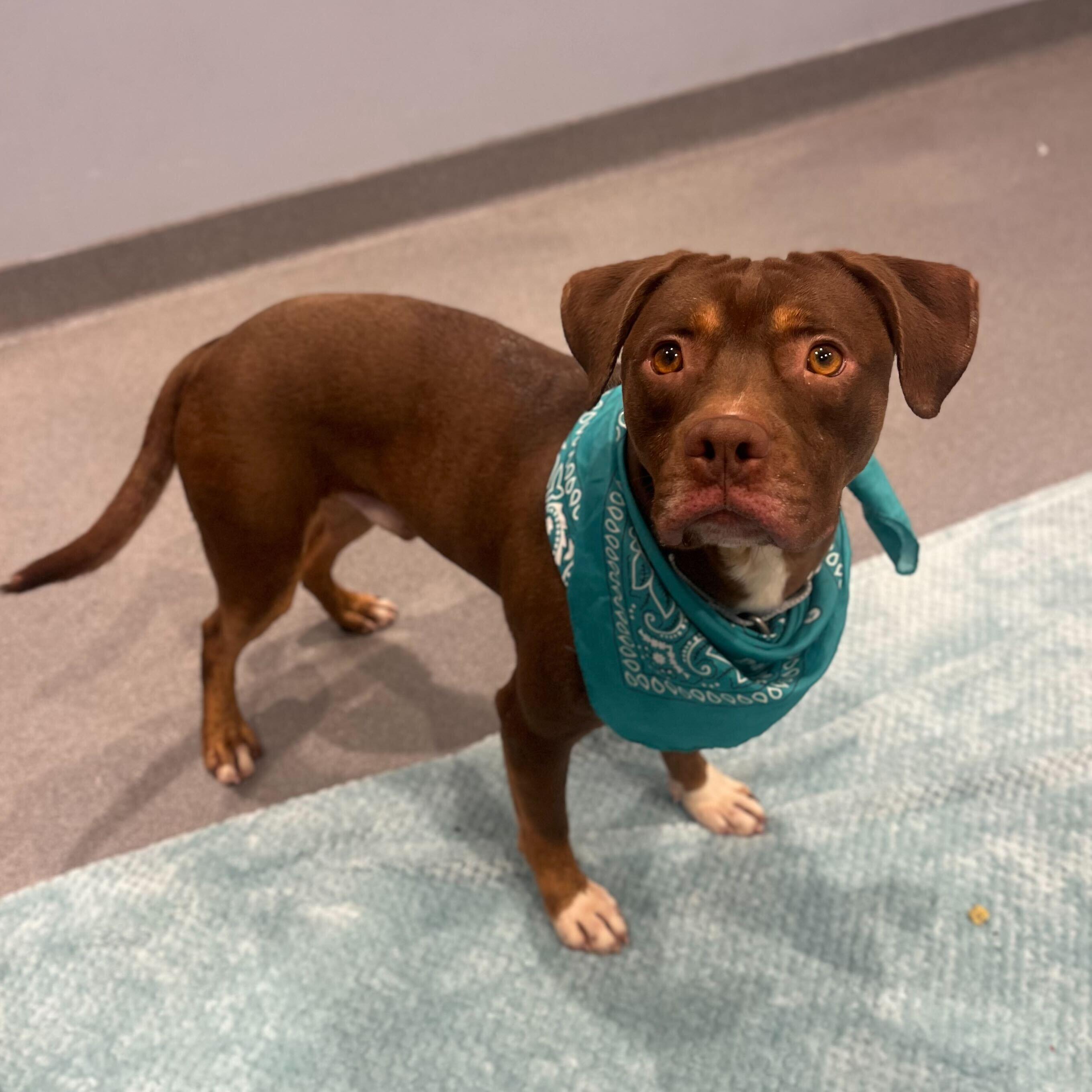 Enlarge Chocco, a ADOPTABLE Mixed Breed in Canal Winchester, OH image 2/4