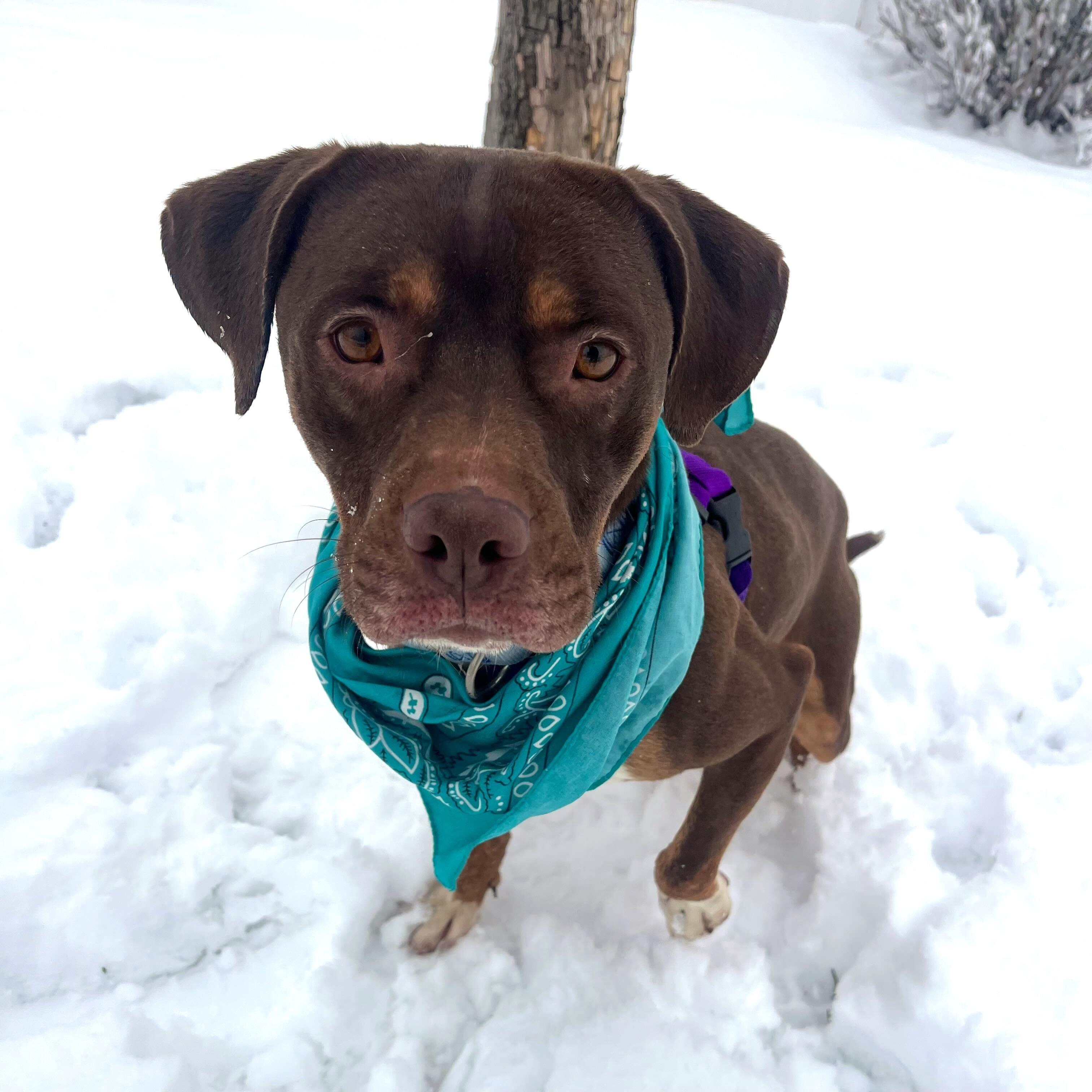 Enlarge Chocco, a ADOPTABLE Mixed Breed in Canal Winchester, OH image 3/4
