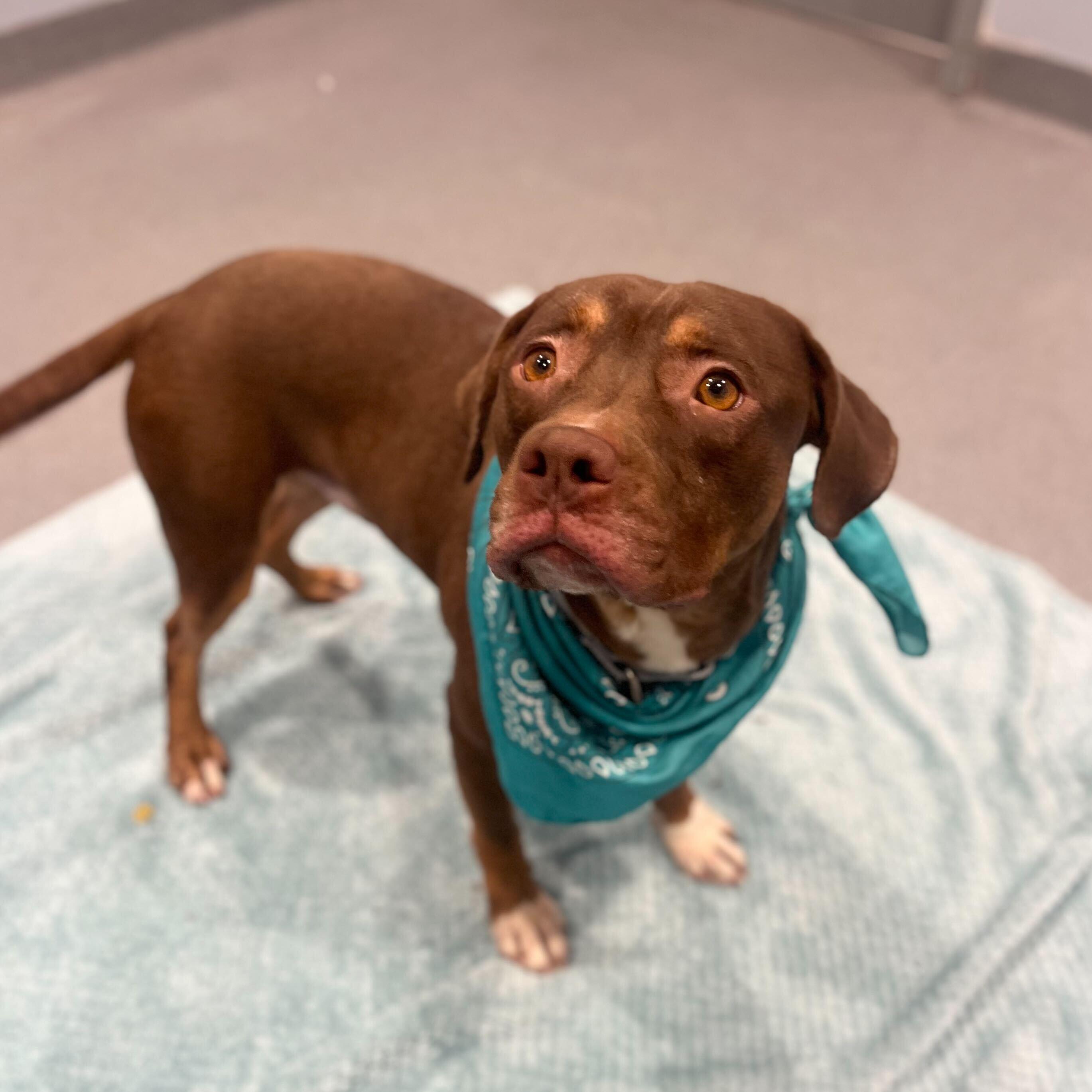 Enlarge Chocco, a ADOPTABLE Mixed Breed in Canal Winchester, OH image 4/4
