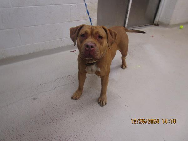 Enlarge Xena(833), a Adoptable mixed breed in Marietta, GA image 1/1
