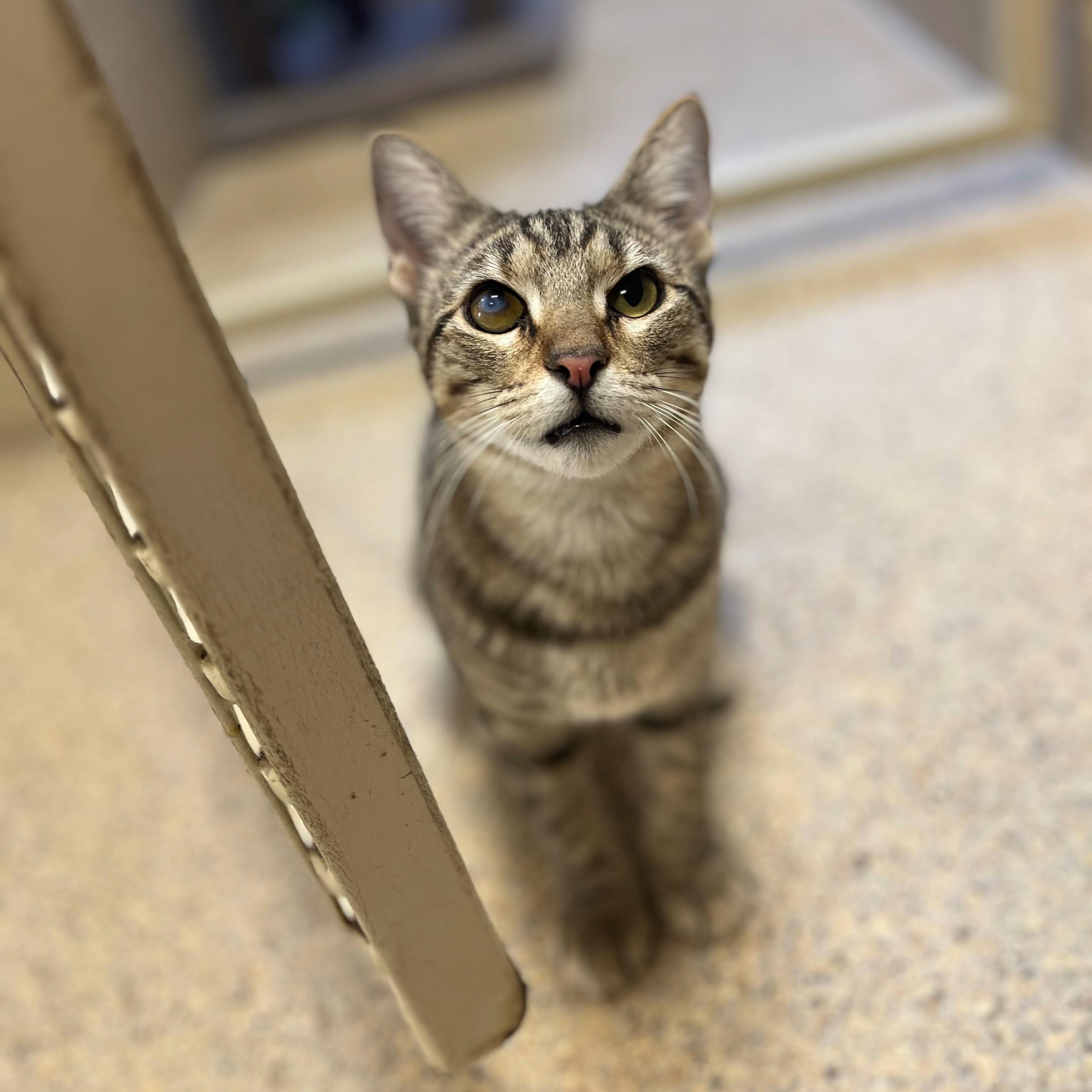 Enlarge Jayla, a ADOPTABLE mixed breed in Kerrville, TX image 1/1