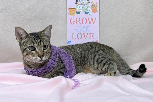 Enlarge Jayla, a ADOPTABLE mixed breed in Kerrville, TX image 1/2