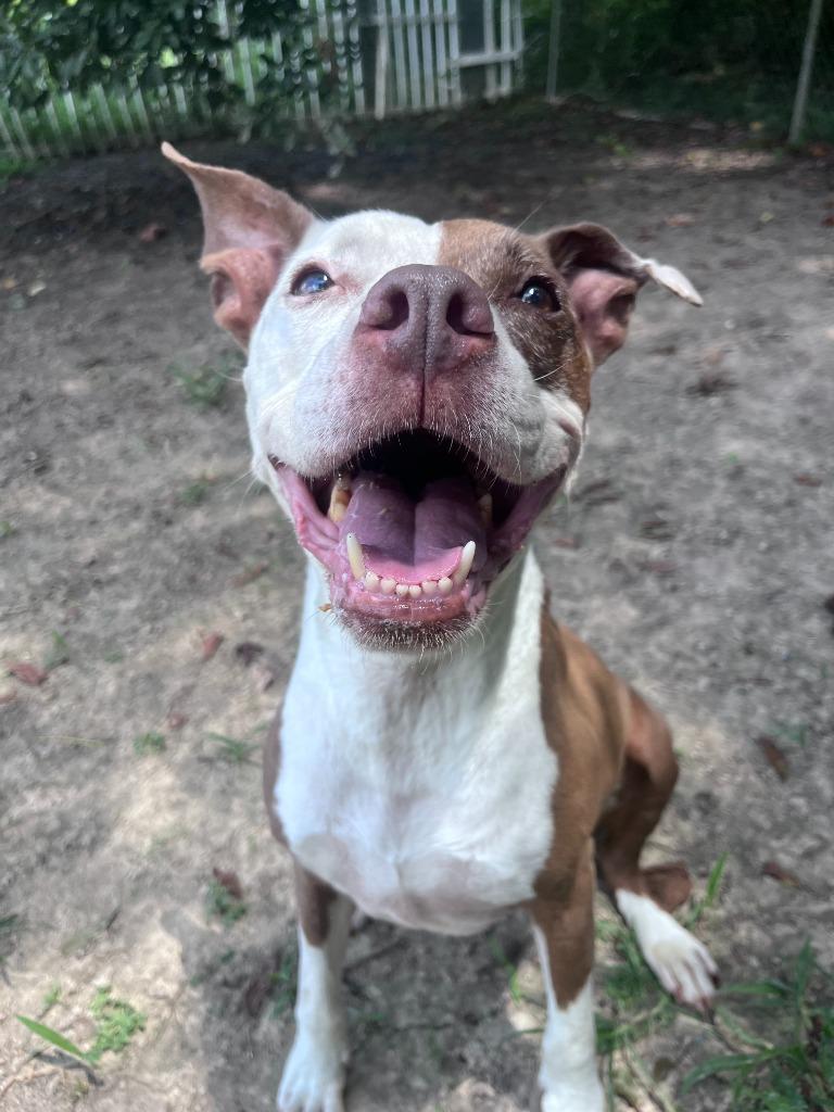 Enlarge Acacia, a Adoptable mixed breed in Sorrento, LA image 1/5