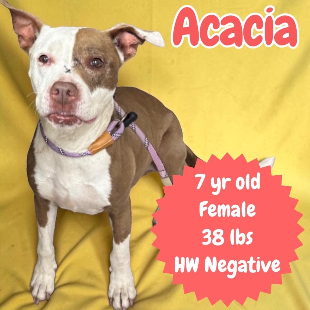 Enlarge Acacia, a Adoptable mixed breed in Sorrento, LA image 2/5