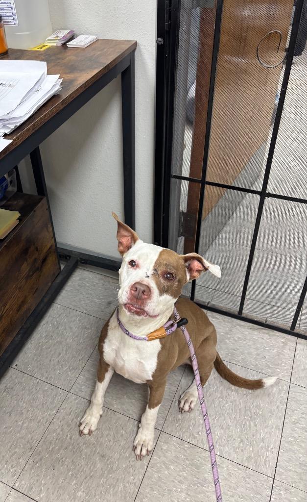 Enlarge Acacia, a Adoptable mixed breed in Sorrento, LA image 3/5
