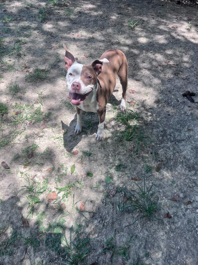 Enlarge Acacia, a Adoptable mixed breed in Sorrento, LA image 4/5