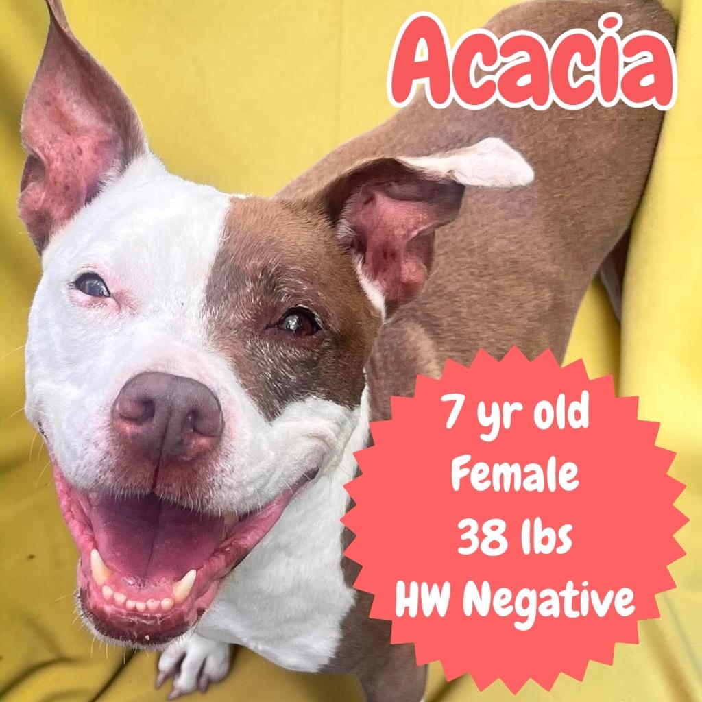 Enlarge Acacia, a Adoptable mixed breed in Sorrento, LA image 5/5