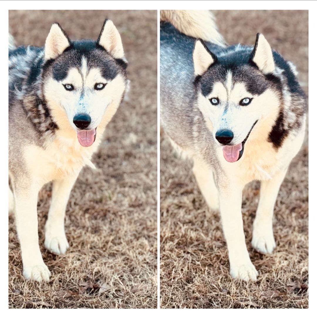 Enlarge Kane, a Adoptable Husky in Emporia, VA image 1/6