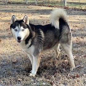 Kane, Adoptable, Senior Male Husky.
