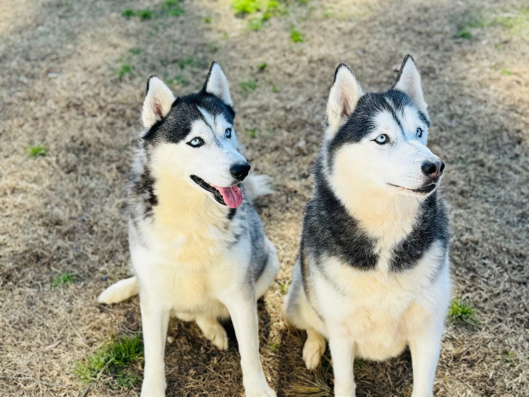 Enlarge Kane, a Adoptable Husky in Emporia, VA image 3/6