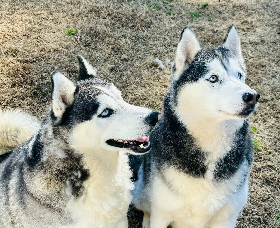 Enlarge Kane, a Adoptable Husky in Emporia, VA image 4/6