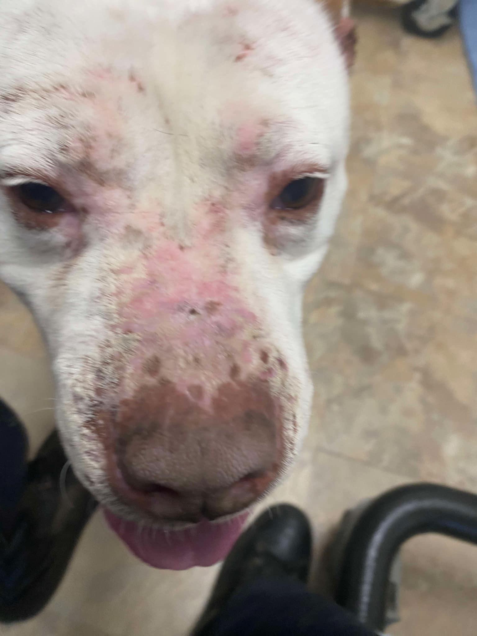 Enlarge Cookie, a Adoptable Pit Bull Terrier in Cortland, OH image 2/3