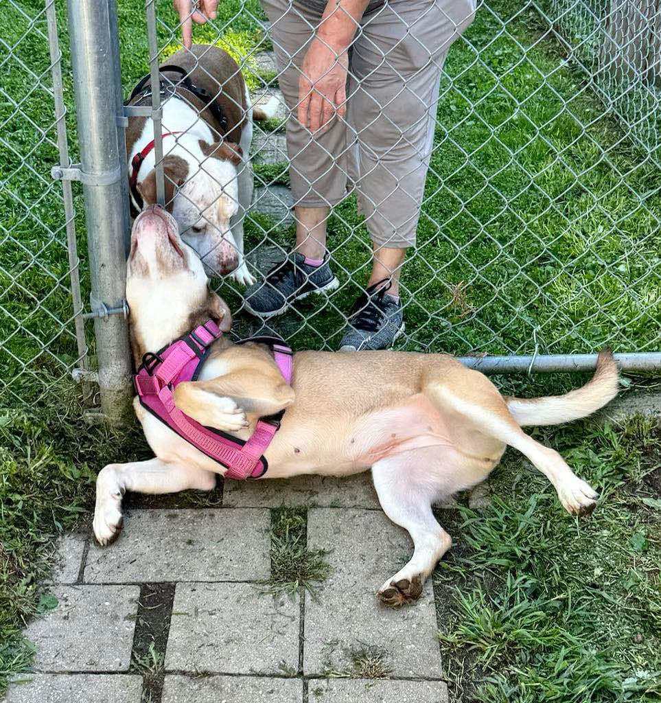Enlarge Cookie, a Adoptable Pit Bull Terrier in Cortland, OH image 3/3