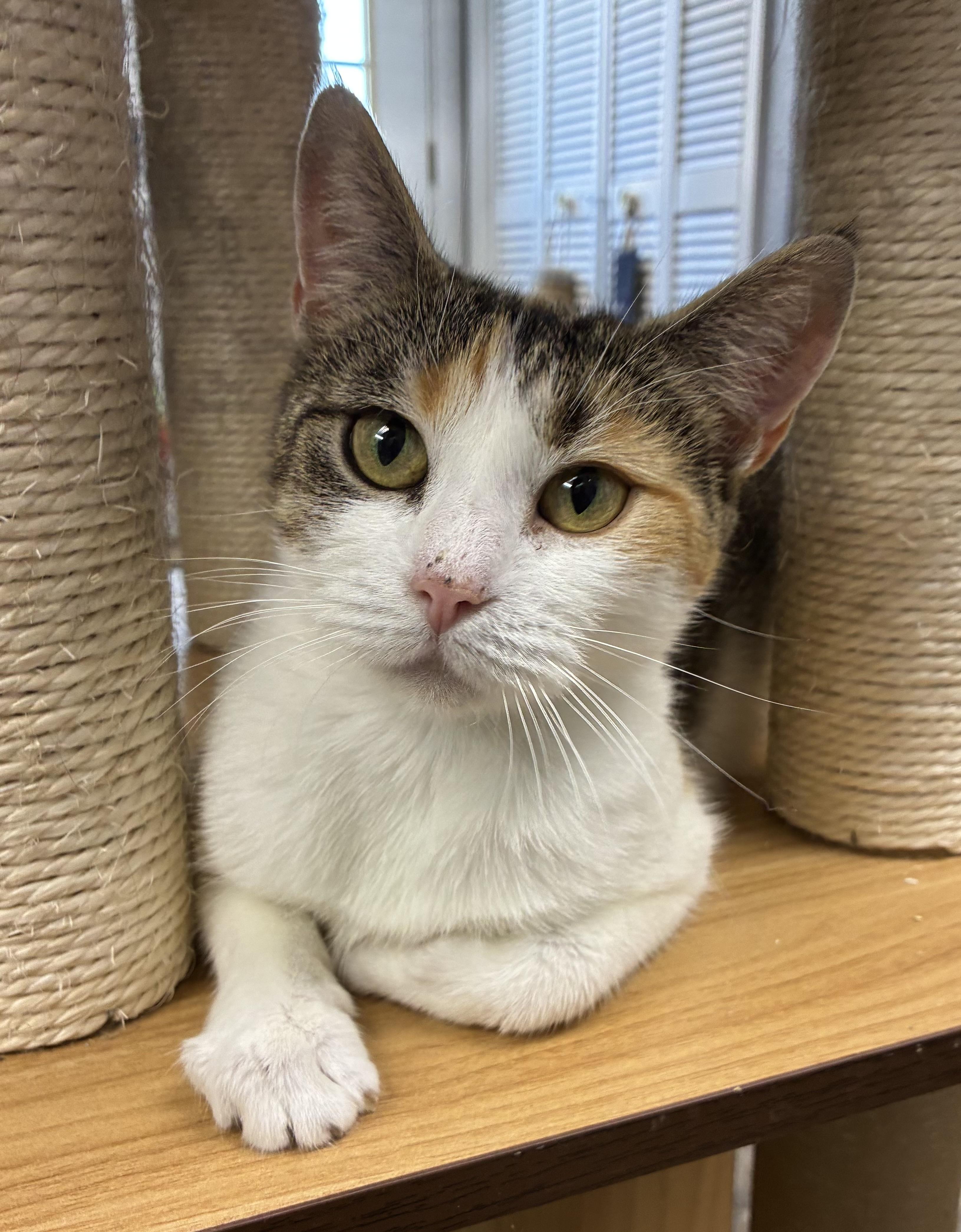 Enlarge Princess Bubblegum, a ADOPTABLE Domestic Short Hair in Breinigsville, PA image 1/1