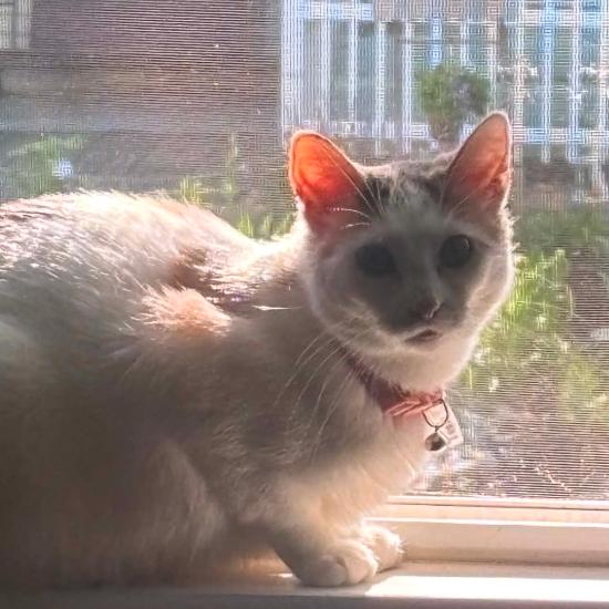 Enlarge Mochi, a Adoptable Domestic Short Hair in Coralville, IA image 1/1
