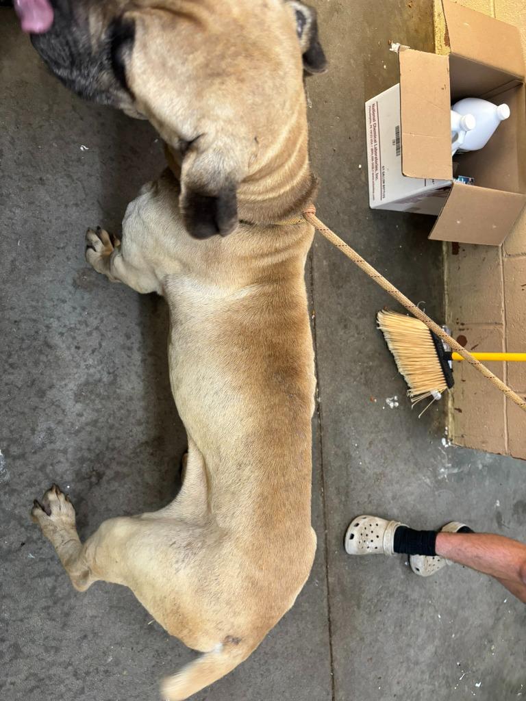 Enlarge Hercules, a Adoptable Mastiff in Swainsboro, GA image 2/6