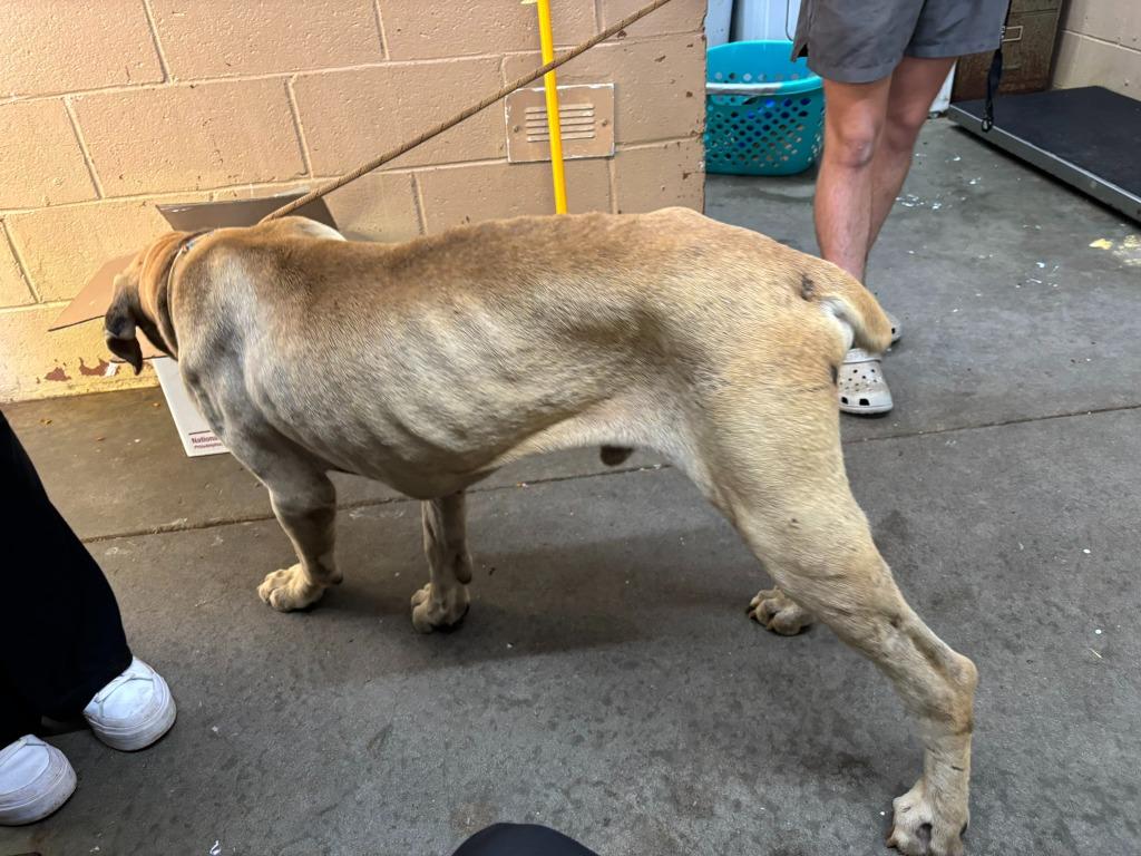 Enlarge Hercules, a Adoptable Mastiff in Swainsboro, GA image 3/6