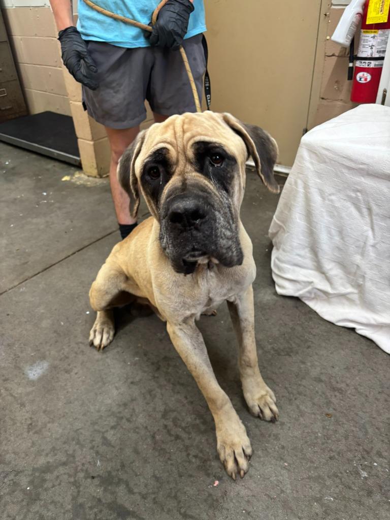 Hercules, Adoptable, Young Male Mastiff.