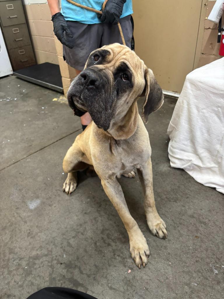 Enlarge Hercules, a Adoptable Mastiff in Swainsboro, GA image 5/6