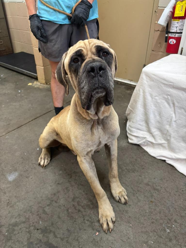 Enlarge Hercules, a Adoptable Mastiff in Swainsboro, GA image 6/6