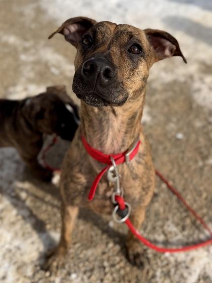 Wynter, Adoptable, Adult Female Mixed Breed & Mixed Breed.