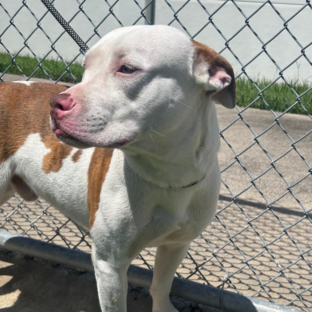 Frank, Adoptable, Adult Male Pit Bull Terrier & Labrador Retriever.