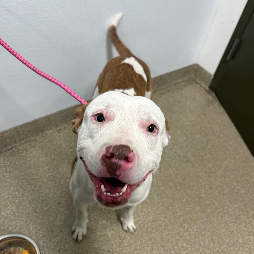 Enlarge Frank, a Adoptable mixed breed in League City, TX image 2/3