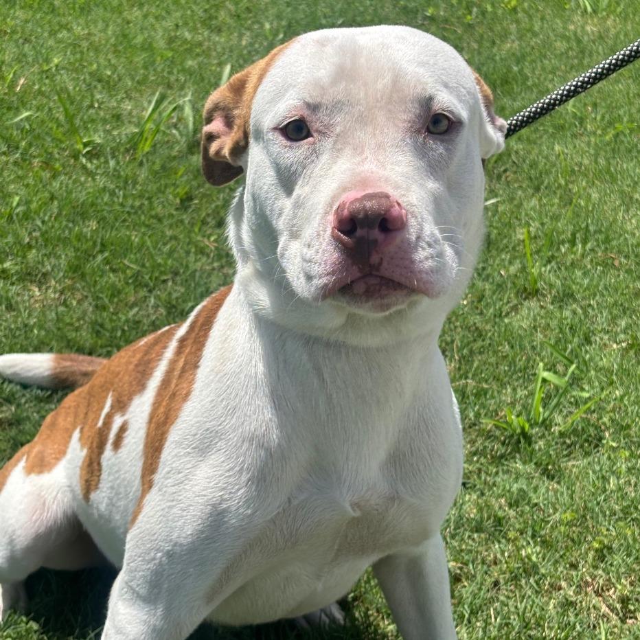 Enlarge Frank, a Adoptable mixed breed in League City, TX image 3/3