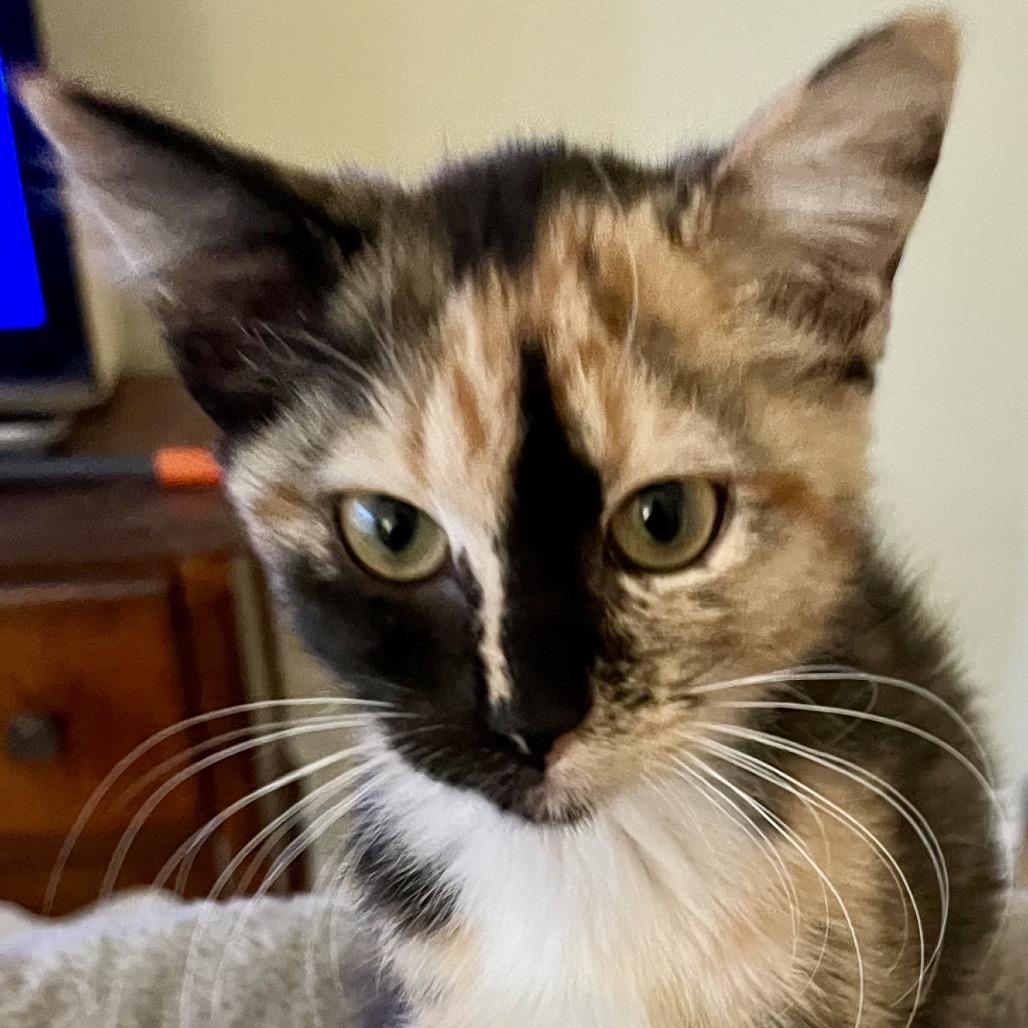 Turnip, Adoptable, Kitten Female Domestic Medium Hair.